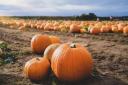 From Anglesey to Wrexham and everywhere in between there are plenty of pick your own pumpkin patches to visit in North Wales.