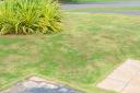 Patchy grass can be avoided with these easy tips