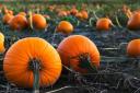 We have selected the best venues near Swindon to go pumpkin picking