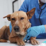 researchers estimated how fluctuations and spikes in fine particulate exposure led to impacts on vet visits for pets (Alamy/PA)